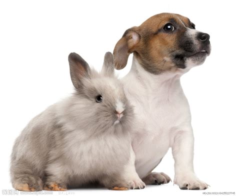 狗與兔